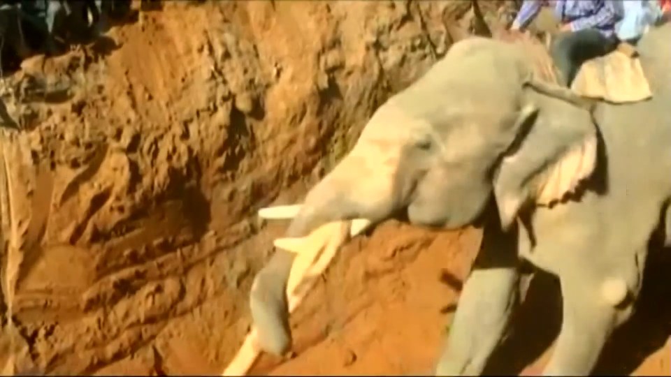  Elephant saviour ... trained rescue elephant tries to pull mother to safety