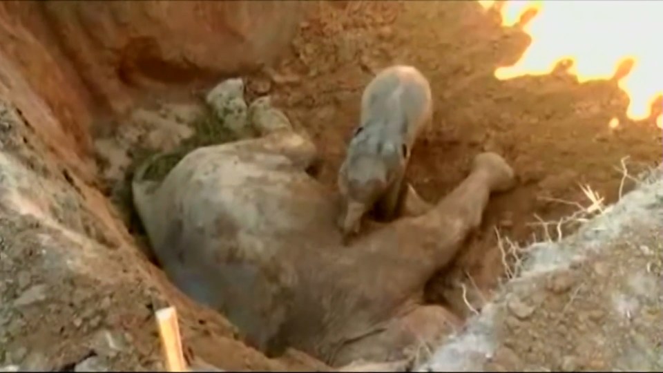  Unconscious ... the mother elephant is believed to have been knocked out and broke a leg