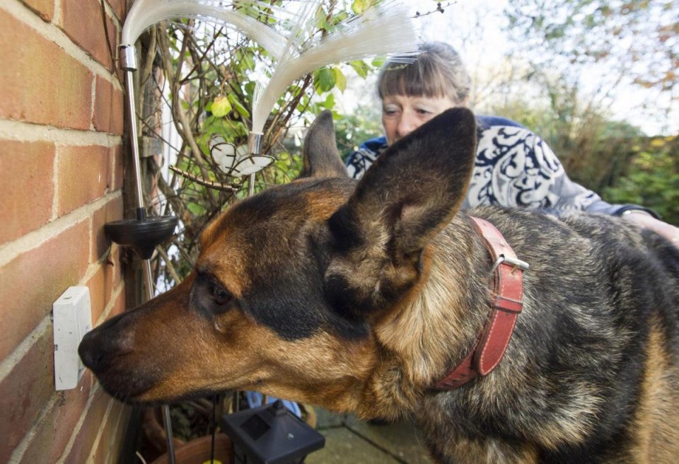  Rufus rings the doorbell by himself when he's ready to come in from the garden