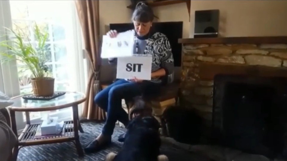  The intelligent dog immediately sits when he reads the word