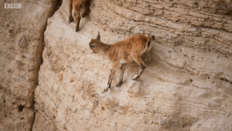  In incredible scenes they scrambled and leapt from the cliffs to escape