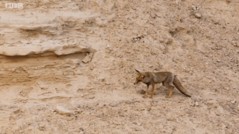  Instantly, they were faced by a hungry Red Fox