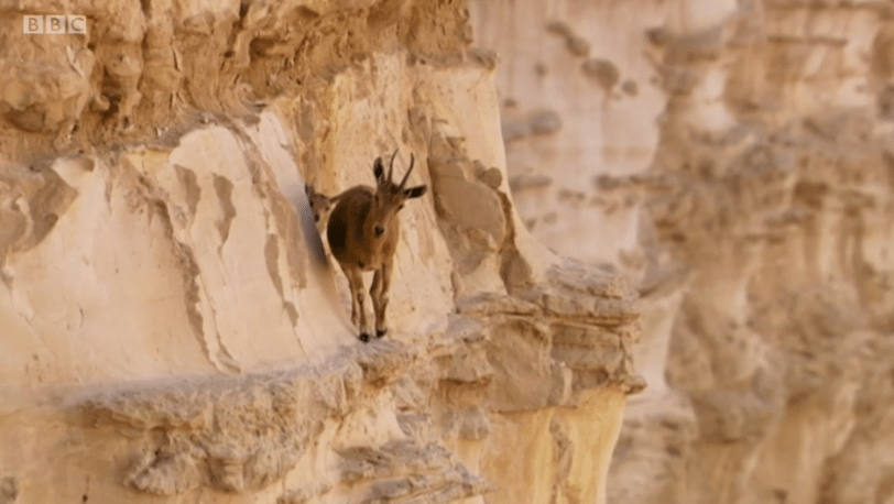  Planet Earth Two showed the first time some of the baby Ibex's had gone down into the valley