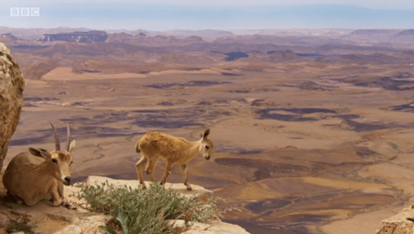  The Nubian Ibex are raised on mountain tops to protect them from predators