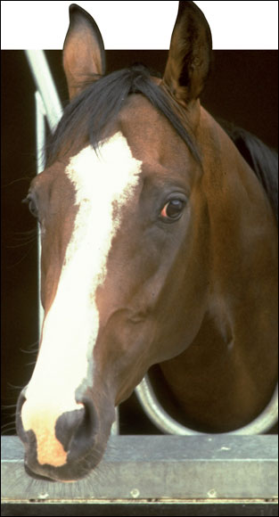  'The best racehorse I ever rode,' said Walter Swinburn, who rode Shergar in the record-breaking win at the Epsom Derby in 1981.