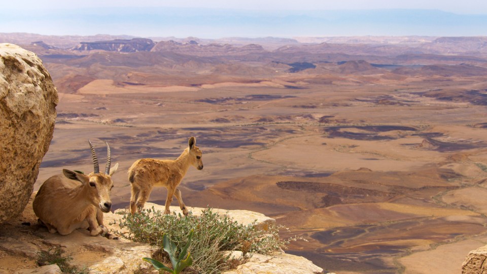  Mountains are the subject of this typically stunning episode of Planet Earth II