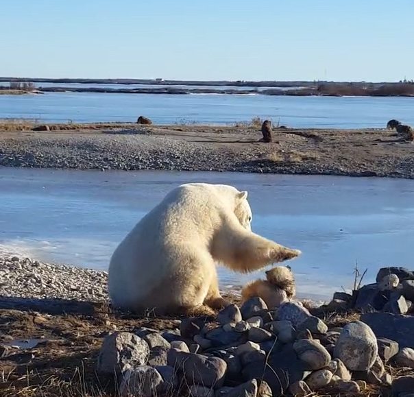  The gentle polar is filmed stoking the sled dog in the Canadian wilds