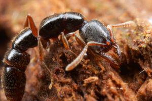  The Dracula ant sucks the blood out of larvae prey