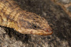  Tiny, bony spikes of Cordylus namakuiyus are actually embedded in the lizard's skin rather than attached to the skeleton