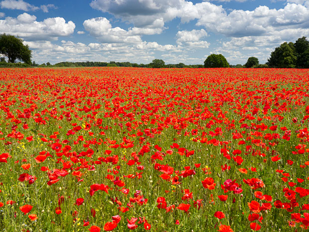  A field of poppies in the valley of the Somme in France - scene of the war's most terrible battle