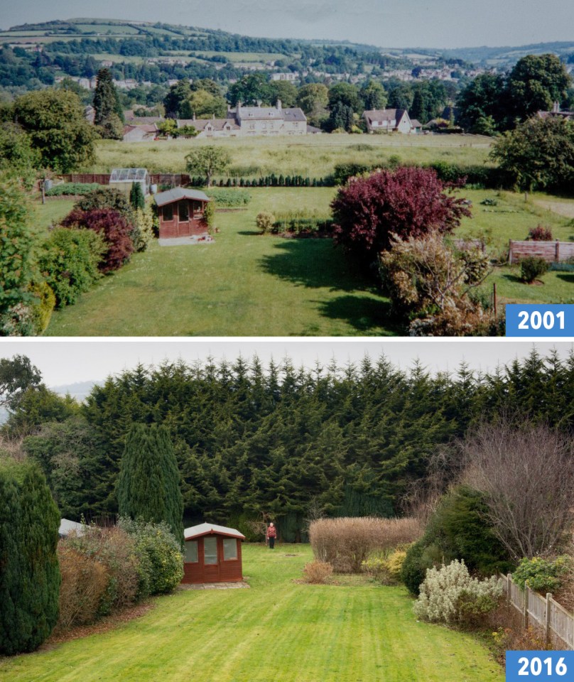  The view from Betty Kelley's dining room before and after the trees went up