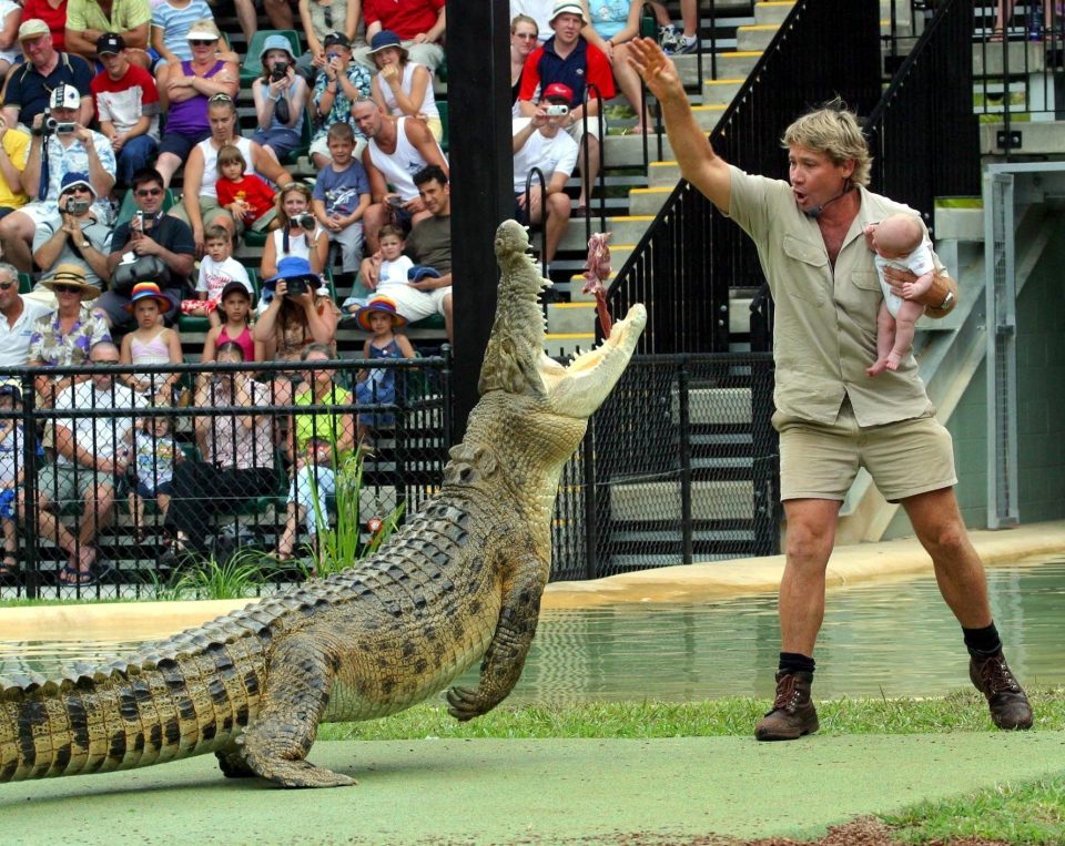  Steve feeds crocodile Murray, with a dead chicken while holding his one-month-old baby Bob