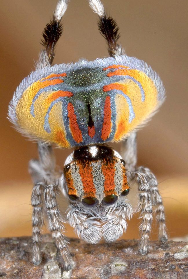  Several new species of the peacock spider, which has a hilarious mating dance, were discovered this year