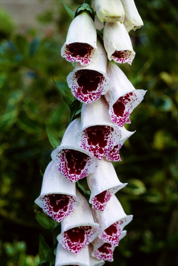 But she actually picked up similar-looking foxglove, which contains digitalis, a poison that slows the heart