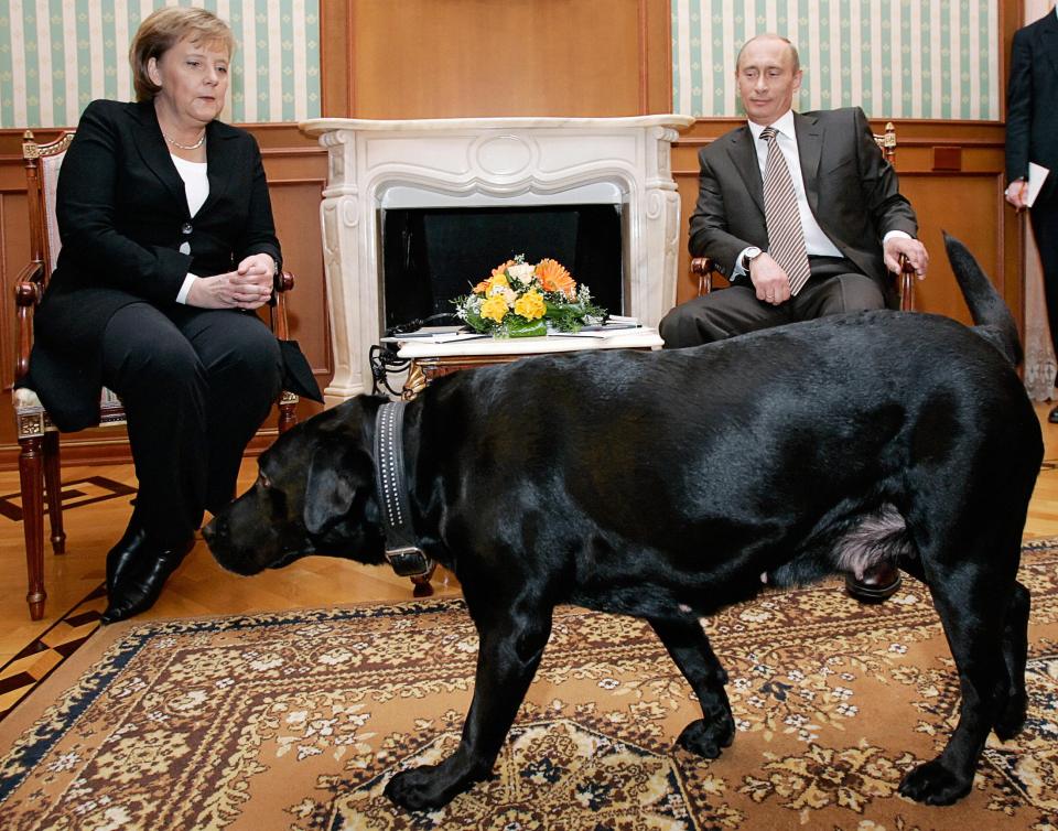  Putin is thought to have tried to intimidate German Chancellor Angela Merkel with one of his dogs in the past. He later apologised, saying he was unaware of her fear of dogs