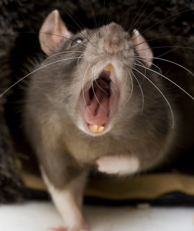  Rats are historically a problem in the French capital because of the river running through the city