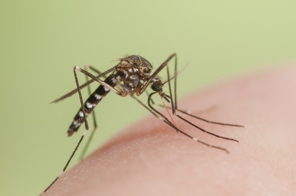 People can be infected by Zika if they are bittn by an infected mosquito