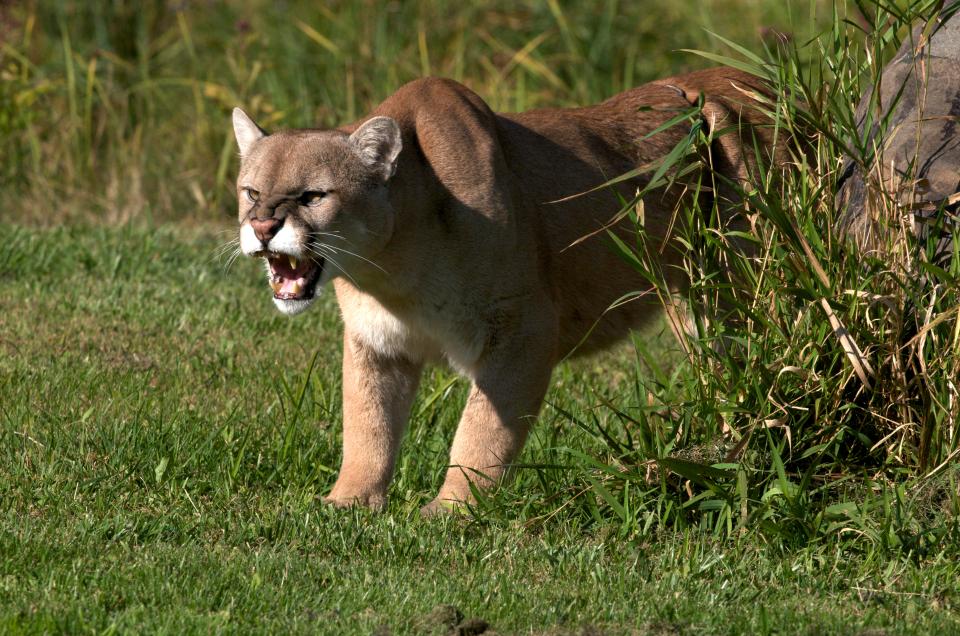  Gibb punched the cougar in the head and chased it off with a stick