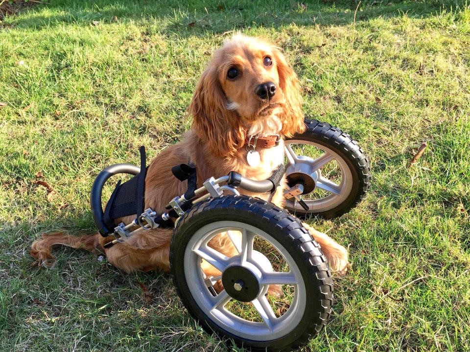  However, staff at Cinque Ports Rescue describe Wanda as ' the happiest little dog we know'