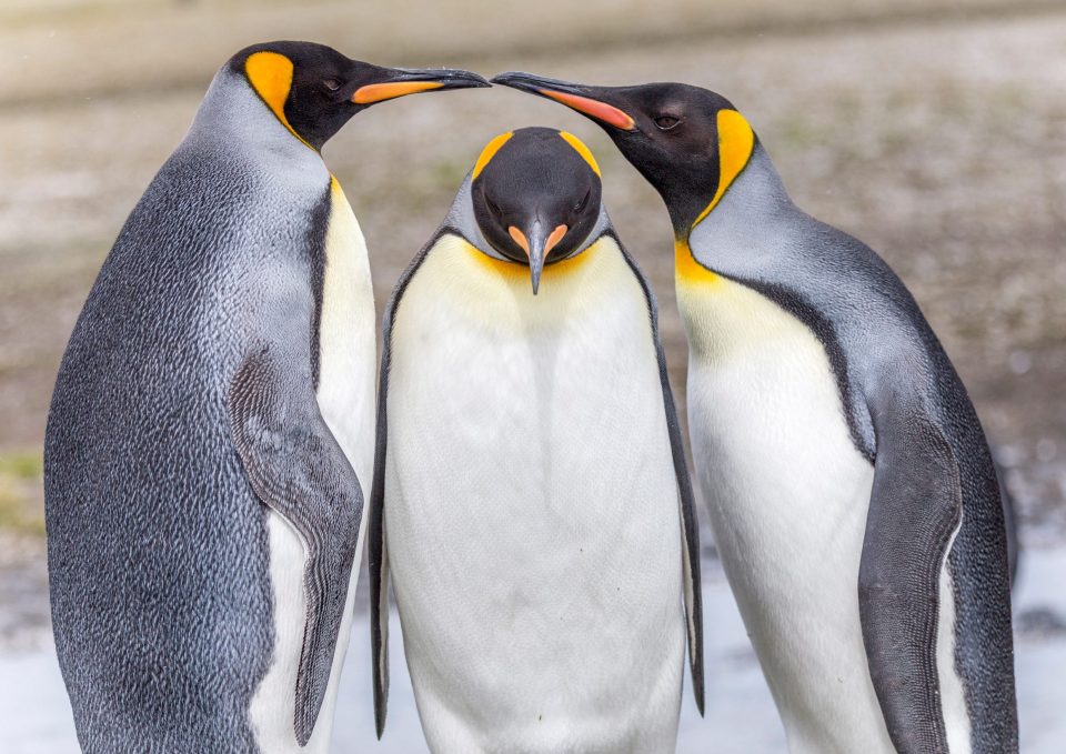  King penguins have also been spotted having sex with a seal, which then killed them