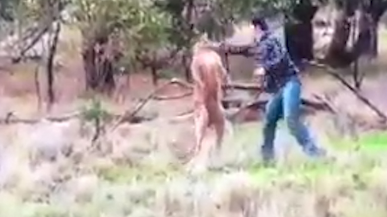  Greig Tonkims throws a punch at the large marsupial after his dog was held in a head lock