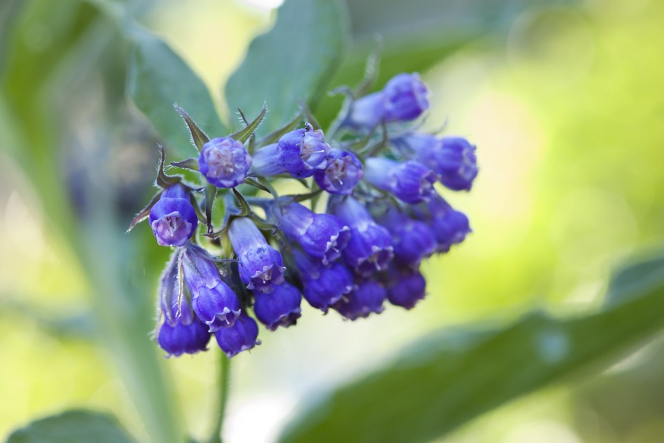  She went to buy comfrey leaves at a market stall on the advice of a friend