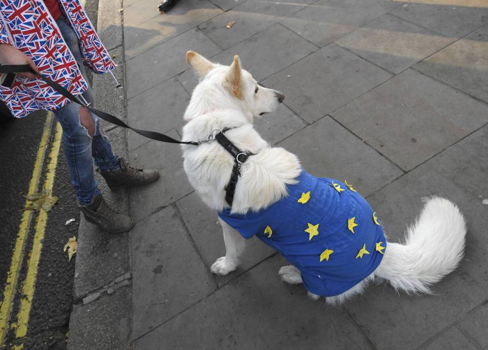  A dog wearing a union-flag themed outside the court