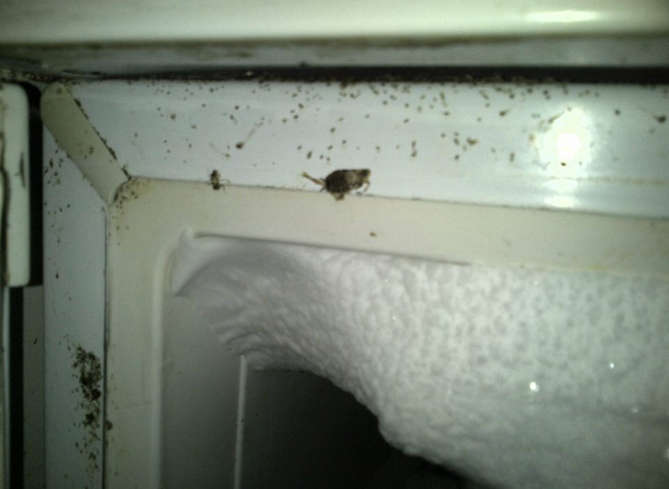  A cockroach was found in a freezer door at filthy takeaway in Portsmouth, Hants