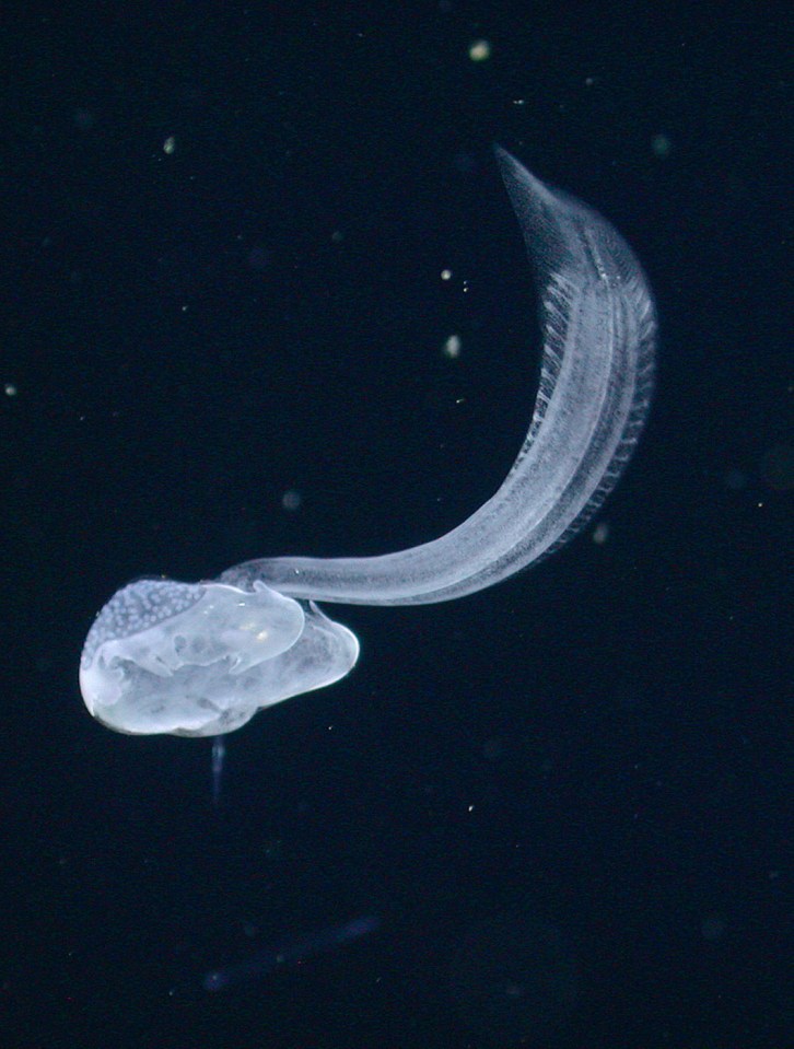  A mysterious sea monster called the Bathochordaeus Charon has been discovered by shocked scientists