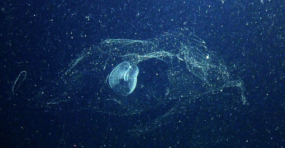  The strange creature had not been seen by scientists for more than 100 years when it was stumbled upon off the California coast