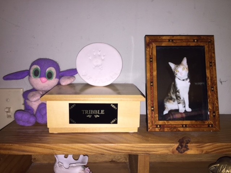  The remainder of Tribbles’ ashes sit on Heather’s desk alongside a photograph and her favourite toy