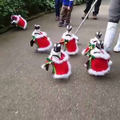  As Christmas approaches one park is letting their penguins strut their stuff in festive outfits