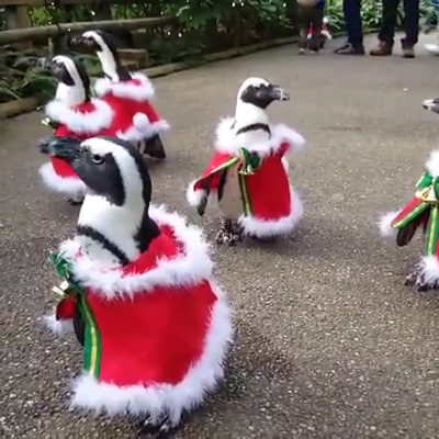  A clip showing the penguin walk has gone viral