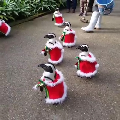  Penguins at Matsue Vogel Park were spotted wearing red and white capes to bring Christmas cheer to visitors