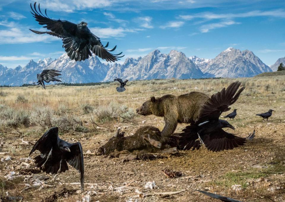  Charlie Hamilton James winning photo of a grizzly bear fends of vultures closing in on a carcass