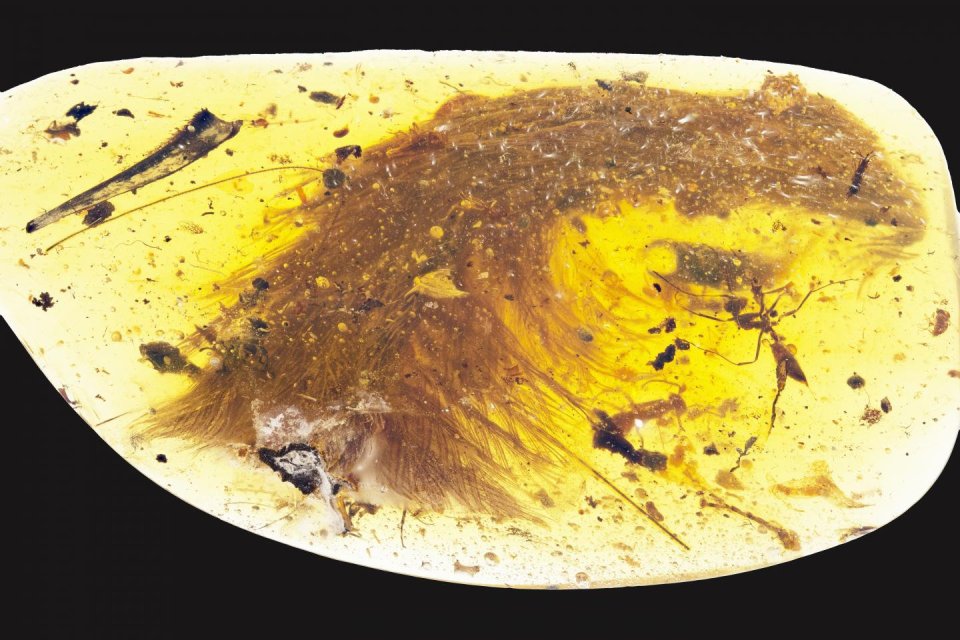  This photograph shows the tip of a preserved dinosaur tail sectio