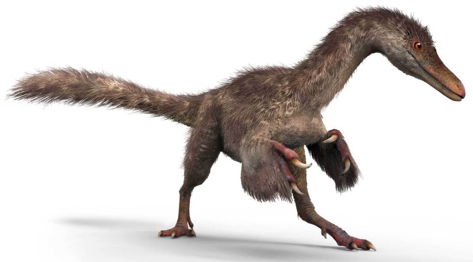  Artist's impression of a small coelurosaur, showing its fluffy tail