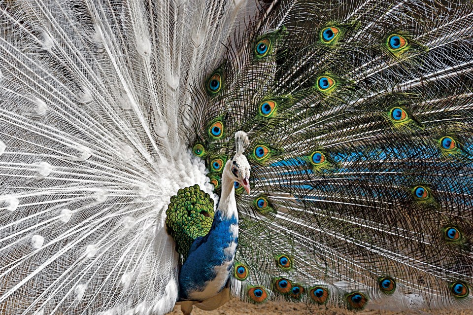  Chi Lui's photograph of a male peacock looking almost as if the artist isn’t finished yet