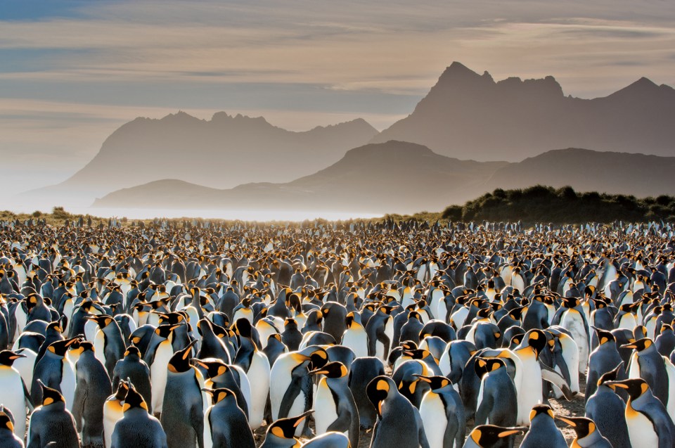  Frans Lanting's sea of king penguins stretched out to meet the hills on South Georgia Island in the southern Atlantic Ocean