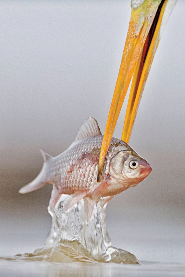  Erlend Haarberg's photo of a great white egret’s bill mimicking a sharp pair of chopsticks as it snags a fish from the water