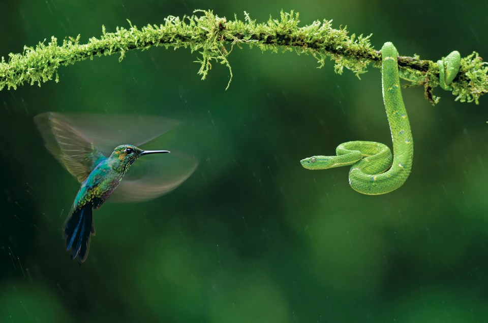  Bence Máté's picture of a green-crowned brilliant hummingbird and a green pit viper looking eye to eye