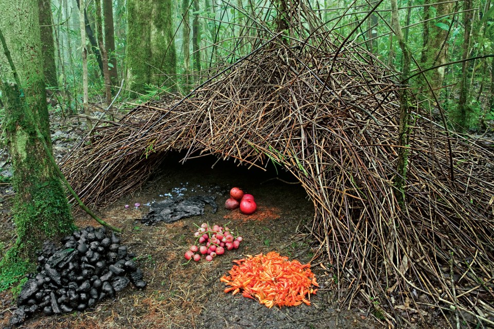  Ingo Arndt's picture of a male Vogelkop bowerbird, who has collected colourful flowers and fruits to decorate his cone-shaped bower in the Arfak Mountains of Papua New Guinea