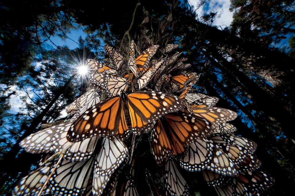  Joel Sartore's picture of millions of the butterflies logging after they've migrated