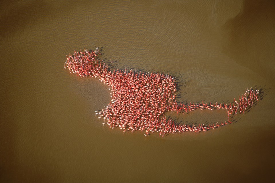  Bobby Haas captured flamingos in the Gulf of Mexico naturally arranging themselves into a flamingo