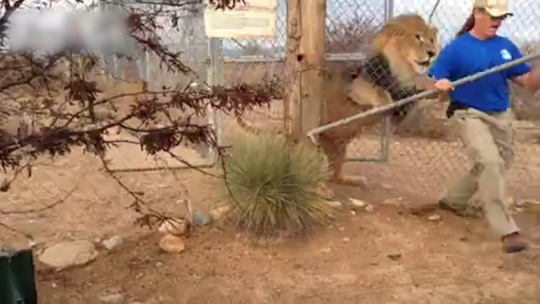  The predator leaps through the gate