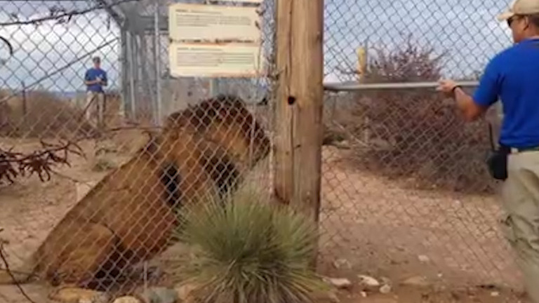  The man is seen unlocking the gate to the lion's enclosure