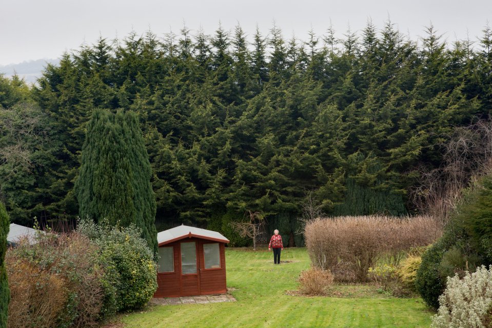  The trees tower over the pensioner's garden