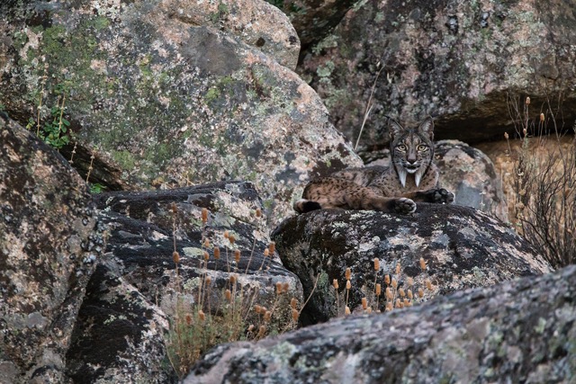  Luke Massey from the UK won an award for this picture of the rare and endangered Iberian lynx in the Sierra de Andujar National Park