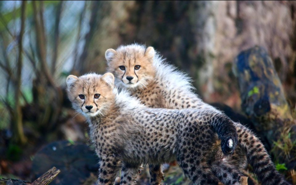  The cubs are now 13 weeks old and were named by the public