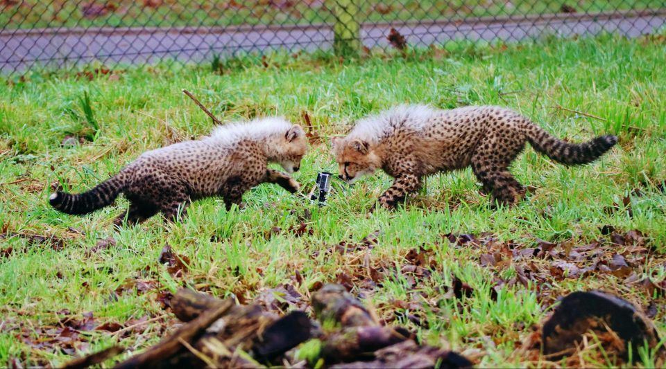  They were seen playing together in their enclosure